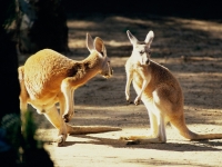 Kangaroo Conversation, Australia.jpg