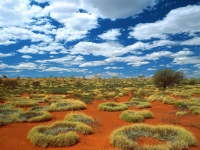 Old Spinifex Rings, Little Sandy Desert, Australia.jpg