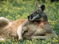 Red Kangaroo, Australia.jpg
